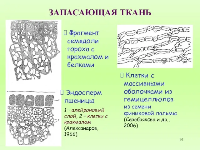 ЗАПАСАЮЩАЯ ТКАНЬ Фрагмент семядоли гороха с крахмалом и белками Эндосперм пшеницы