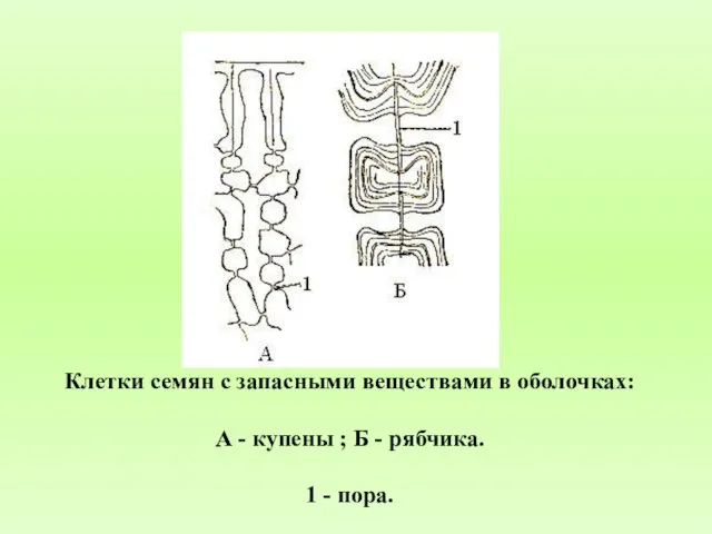 Клетки семян с запасными веществами в оболочках: А - купены ;