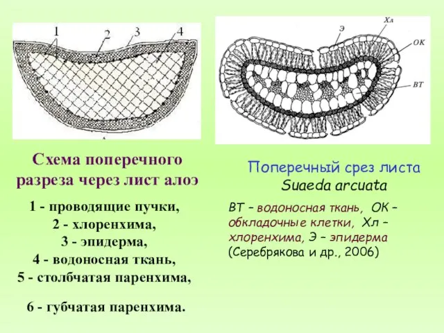 Схема поперечного разреза через лист алоэ 1 - проводящие пучки, 2