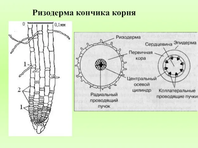 Ризодерма кончика корня