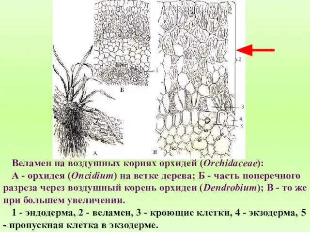 Веламен на воздушных корнях орхидей (Orchidaceae): А - орхидея (Oncidium) на