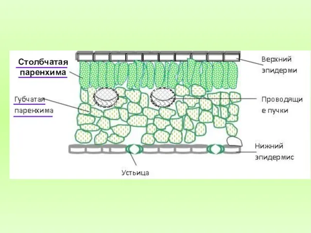 Столбчатая паренхима