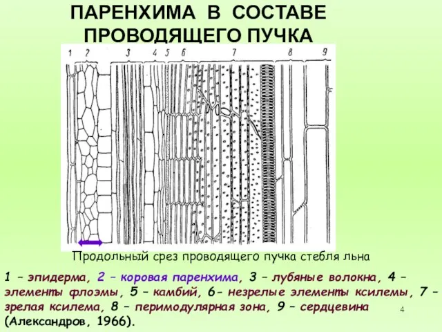 ПАРЕНХИМА В СОСТАВЕ ПРОВОДЯЩЕГО ПУЧКА Продольный срез проводящего пучка стебля льна