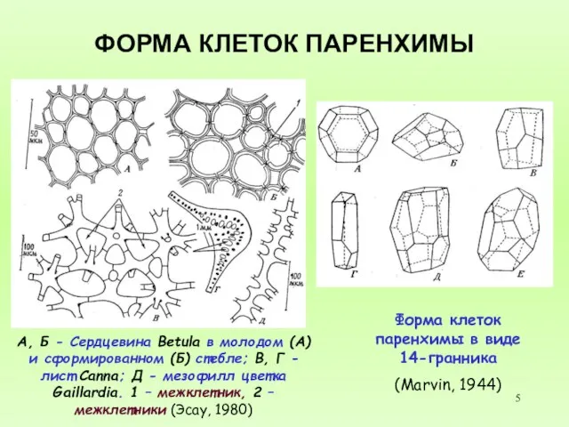 ФОРМА КЛЕТОК ПАРЕНХИМЫ А, Б - Сердцевина Betula в молодом (А)