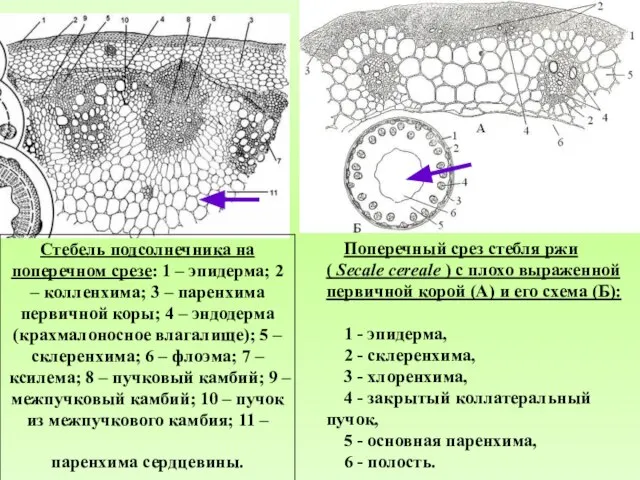 Поперечный срез стебля ржи ( Secale cereale ) с плохо выраженной