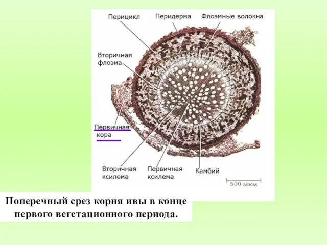 Поперечный срез корня ивы в конце первого вегетационного периода.