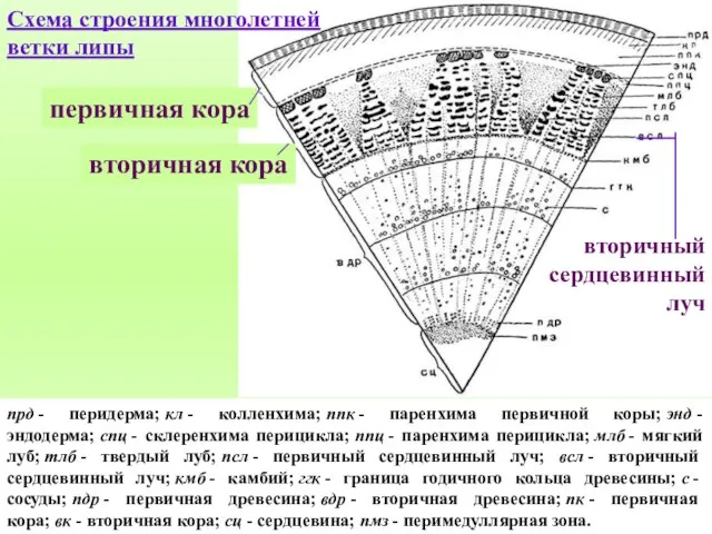 Схема строения многолетней ветки липы прд - перидерма; кл - колленхима;