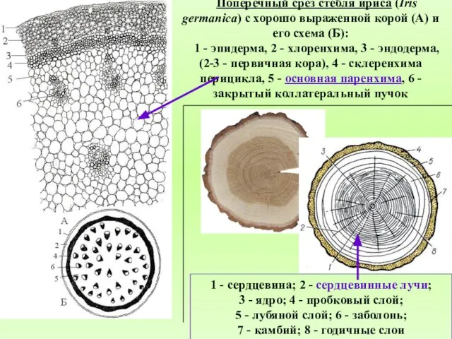 Поперечный срез стебля ириса (Iris germanica) с хорошо выраженной корой (А)