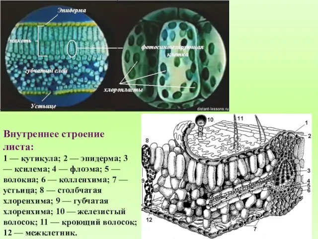 Внутреннее строение листа: 1 — кутикула; 2 — эпидерма; 3 —