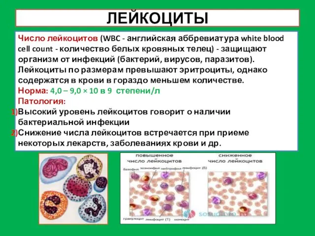 ЛЕЙКОЦИТЫ Число лейкоцитов (WBC - английская аббревиатура white blood cell count