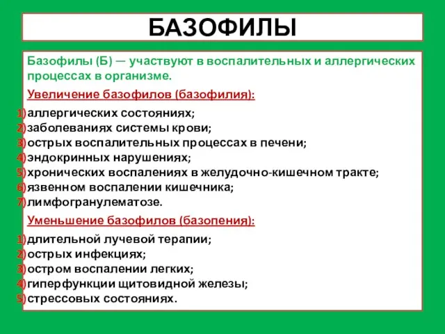 БАЗОФИЛЫ Базофилы (Б) — участвуют в воспалительных и аллергических процессах в