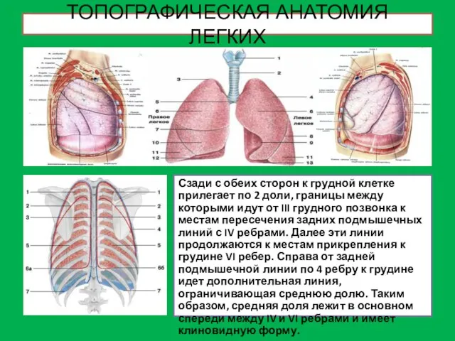 ТОПОГРАФИЧЕСКАЯ АНАТОМИЯ ЛЕГКИХ Сзади с обеих сторон к грудной клетке прилегает