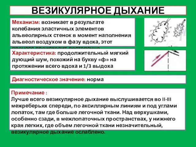 ВЕЗИКУЛЯРНОЕ ДЫХАНИЕ Механизм: возникает в результате колебания эластичных элементов альвеолярных стенок