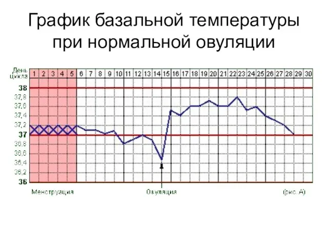 График базальной температуры при нормальной овуляции