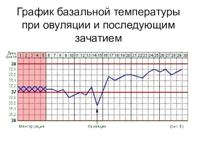 График базальной температуры при овуляции и последующим зачатием