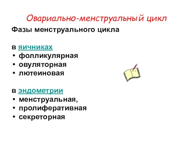 Овариально-менструальный цикл Фазы менструального цикла в яичниках фолликулярная овуляторная лютеиновая в эндометрии менструальная, пролиферативная секреторная