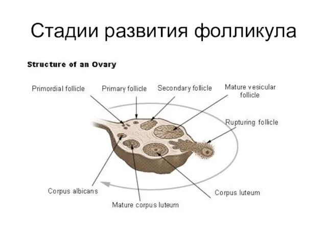 Стадии развития фолликула