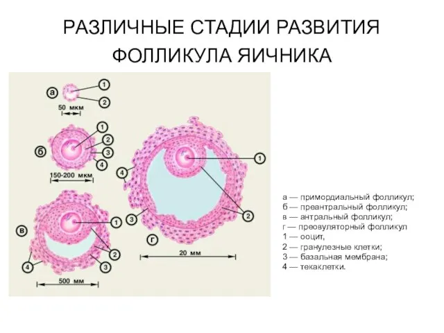 РАЗЛИЧНЫЕ СТАДИИ РАЗВИТИЯ ФОЛЛИКУЛА ЯИЧНИКА а — примордиальный фолликул; б —