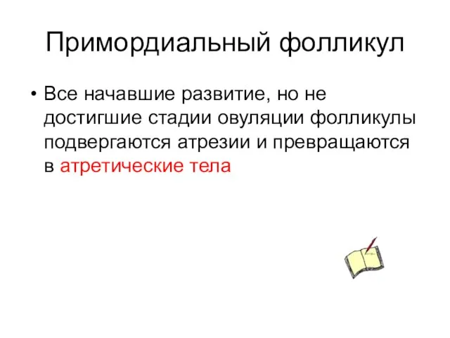 Примордиальный фолликул Все начавшие развитие, но не достигшие стадии овуляции фолликулы