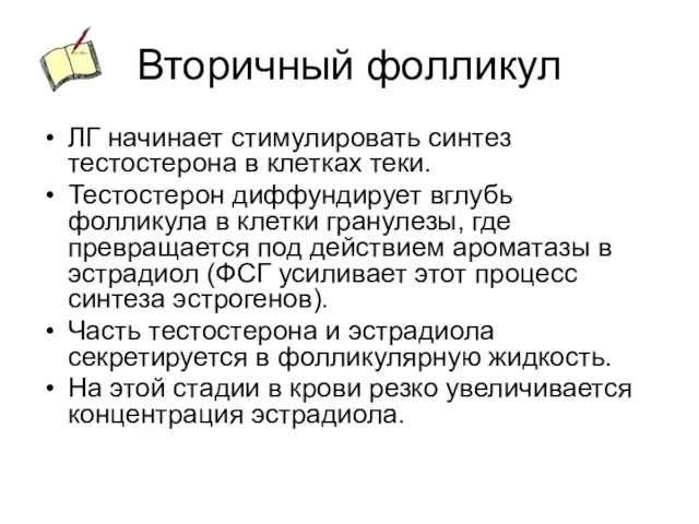 Вторичный фолликул ЛГ начинает стимулировать синтез тестостерона в клетках теки. Тестостерон