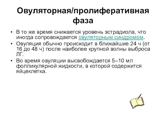 Овуляторная/пролиферативная фаза В то же время снижается уровень эстрадиола, что иногда