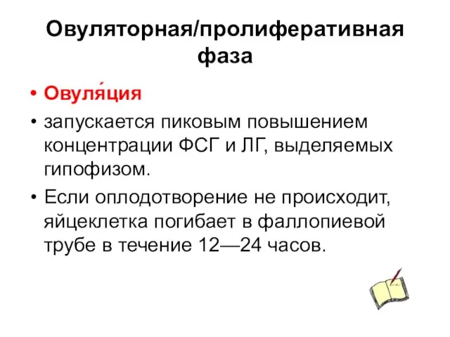 Овуляторная/пролиферативная фаза Овуля́ция запускается пиковым повышением концентрации ФСГ и ЛГ, выделяемых