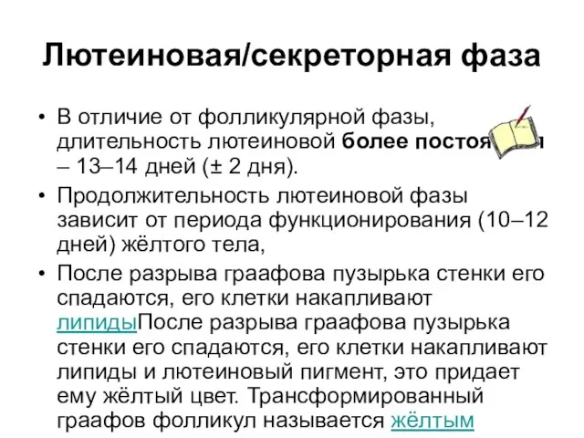 Лютеиновая/секреторная фаза В отличие от фолликулярной фазы, длительность лютеиновой более постоянная