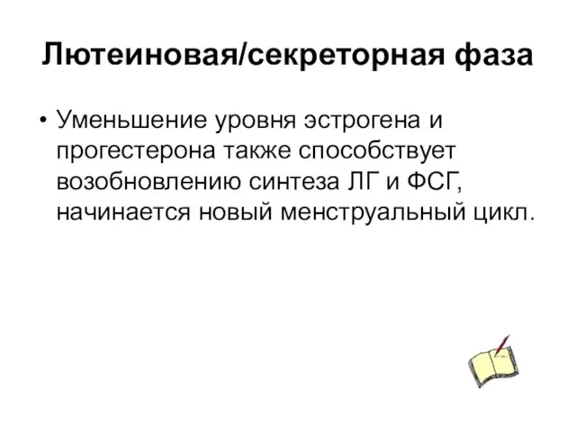 Лютеиновая/секреторная фаза Уменьшение уровня эстрогена и прогестерона также способствует возобновлению синтеза