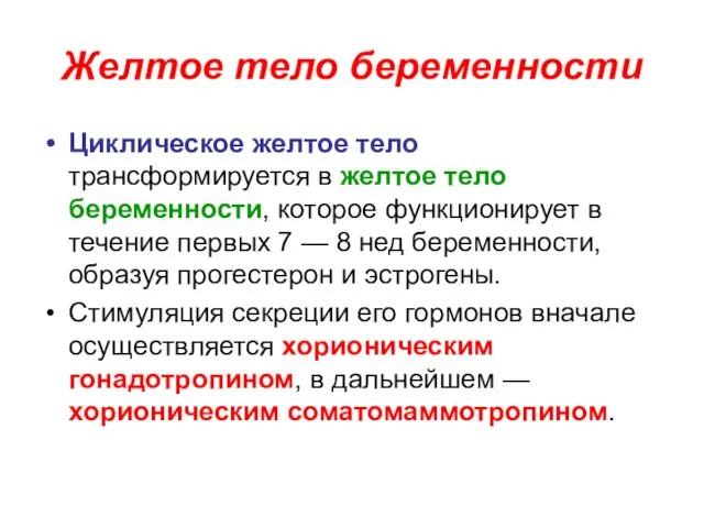 Желтое тело беременности Циклическое желтое тело трансформируется в желтое тело беременности,