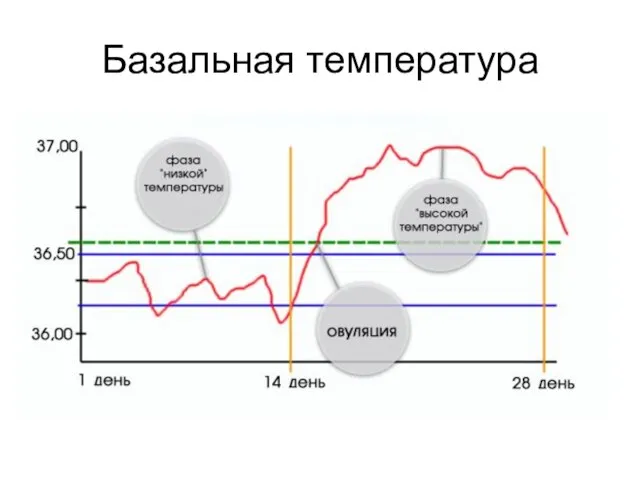 Базальная температура