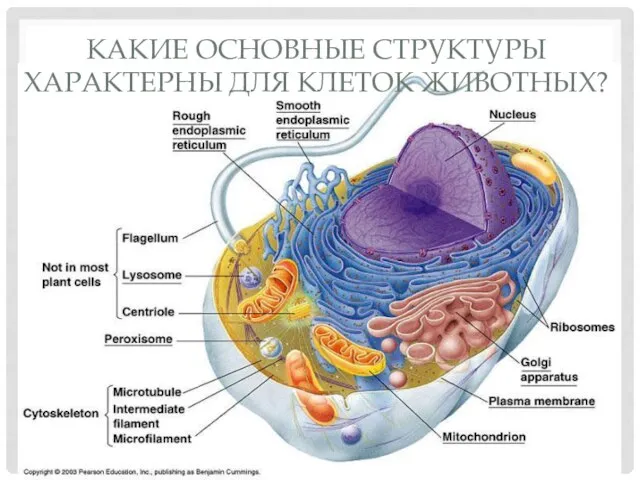 КАКИЕ ОСНОВНЫЕ СТРУКТУРЫ ХАРАКТЕРНЫ ДЛЯ КЛЕТОК ЖИВОТНЫХ?