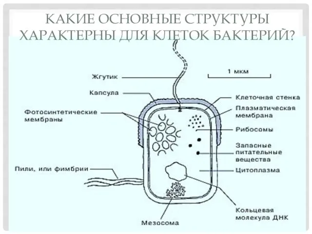 КАКИЕ ОСНОВНЫЕ СТРУКТУРЫ ХАРАКТЕРНЫ ДЛЯ КЛЕТОК БАКТЕРИЙ?