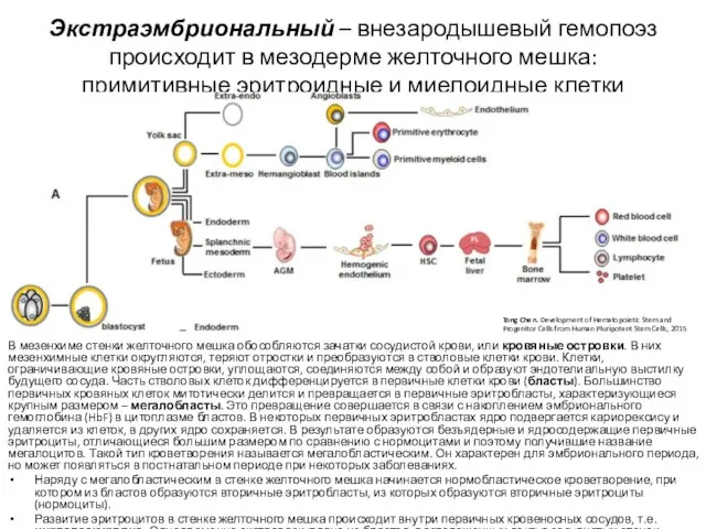 Экстраэмбриональный – внезародышевый гемопоэз происходит в мезодерме желточного мешка: примитивные эритроидные