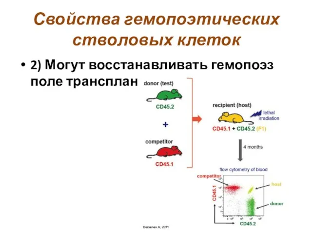 Свойства гемопоэтических стволовых клеток 2) Могут восстанавливать гемопоэз поле трансплантации.