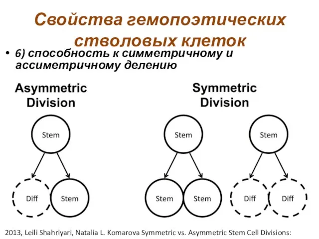 Свойства гемопоэтических стволовых клеток 6) способность к симметричному и ассиметричному делению
