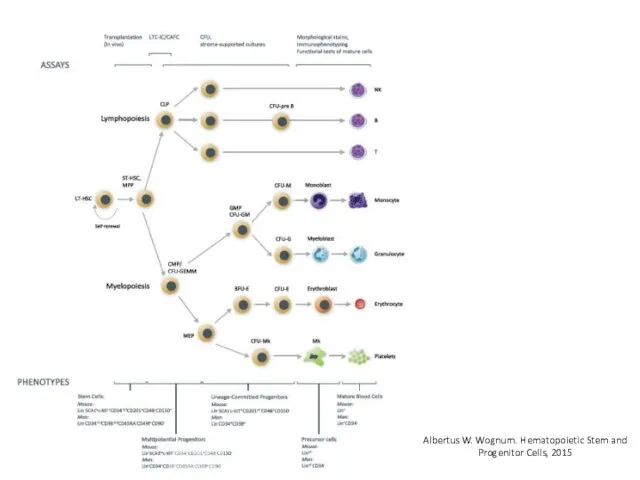 Albertus W. Wognum. Hematopoietic Stem and Progenitor Cells, 2015 Вставь картинку из ++