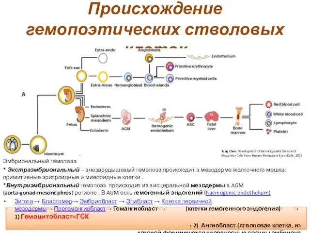 Происхождение гемопоэтических стволовых клеток Эмбриональный гемопоэз: * Экстраэмбриональный – внезародышевый гемопоэз