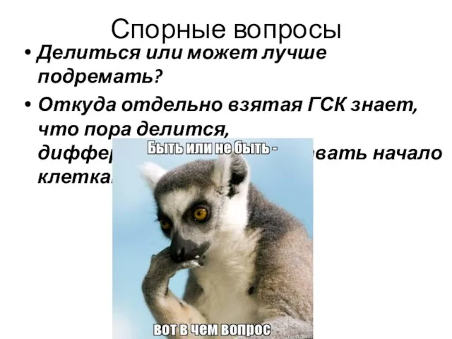 Спорные вопросы Делиться или может лучше подремать? Откуда отдельно взятая ГСК