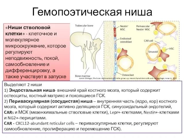 Гемопоэтическая ниша «Ниши стволовой клетки» - клеточное и молекулярное микроокружение, которое