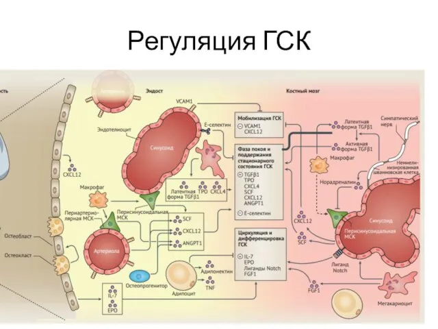 Регуляция ГСК