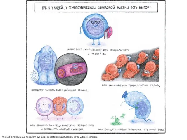 https://biomolecula.ru/articles/kem-byt-kak-gemopoeticheskaia-stvolovaia-kletka-vybiraet-professiiu