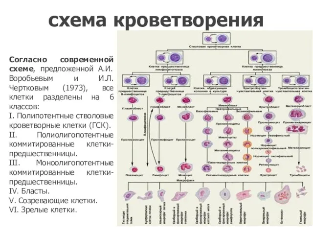 схема кроветворения Согласно современной схеме, предложенной А.И. Воробьевым и И.Л. Чертковым