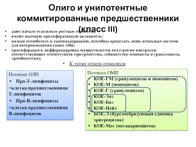 Олиго и унипотентные коммитированные предшественники (класс III) дают начало отдельным росткам