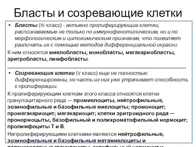 Бласты и созревающие клетки Бласты (IV класс) - активно пролиферирующие клетки,