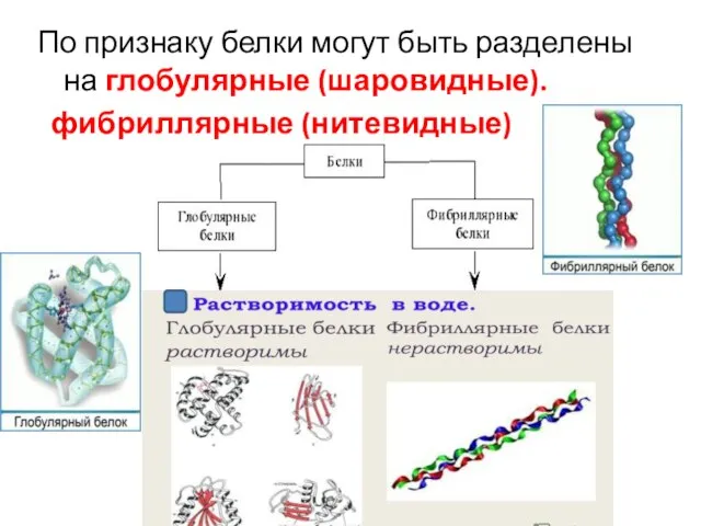 По признаку белки могут быть разделены на глобулярные (шаровидные). фибриллярные (нитевидные)