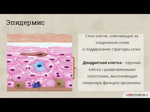 Эпидермис Слои клеток, отвечающие за соединение слоев и поддержание структуры кожи.