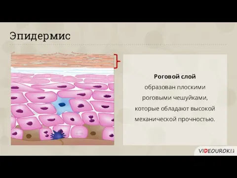 Эпидермис Роговой слой образован плоскими роговыми чешуйками, которые обладают высокой механической прочностью.