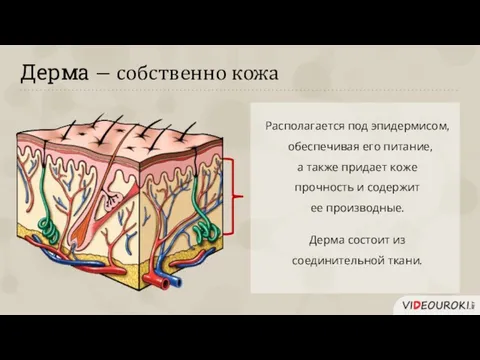 Дерма − собственно кожа Располагается под эпидермисом, обеспечивая его питание, а