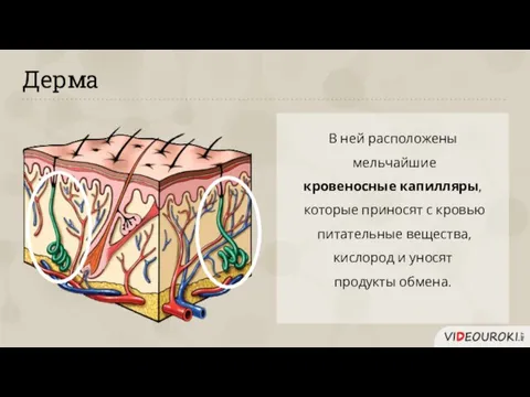 Дерма В ней расположены мельчайшие кровеносные капилляры, которые приносят с кровью