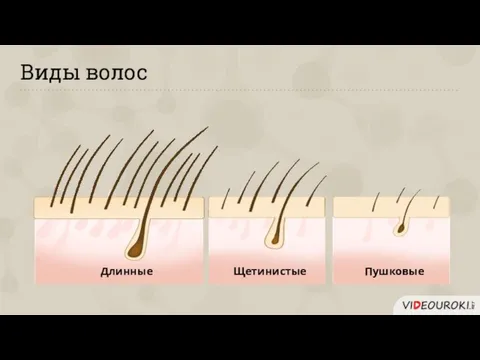 Виды волос Длинные Щетинистые Пушковые